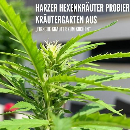 Harzer Healing Center 2024 Gemuetliche Landhauswohnung Mit Fussbodenheizung,Xxl Kochinsel,Xxl Regenduschen,Modern,Hochwertig,Persoenlich,Vollausgestattet Elbingerode  Bagian luar foto