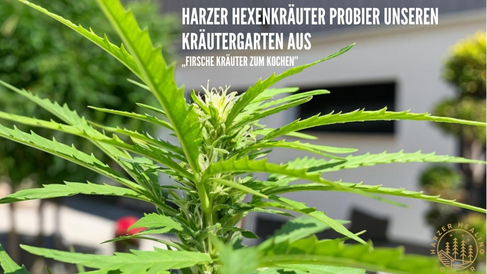 Harzer Healing Center 2024 Gemuetliche Landhauswohnung Mit Fussbodenheizung,Xxl Kochinsel,Xxl Regenduschen,Modern,Hochwertig,Persoenlich,Vollausgestattet Elbingerode  Bagian luar foto